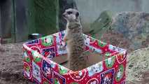 Christmas arrives early for animals at Belfast Zoo