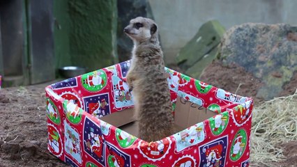 Christmas arrives early for animals at Belfast Zoo