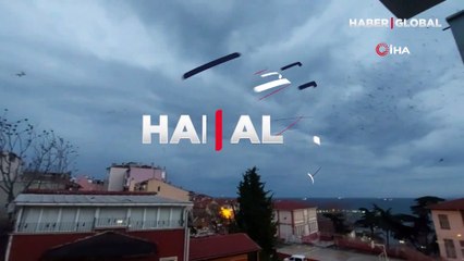 Tekirdağ'da karga istilası: Hitchcock filmlerini aratmayan görüntüler