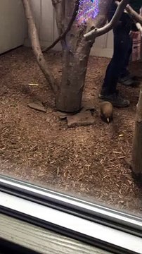 Baby Armadillo Zooms Around Tree