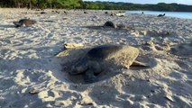 Desova massiva de tartarugas marinhas na costa da Nicarágua
