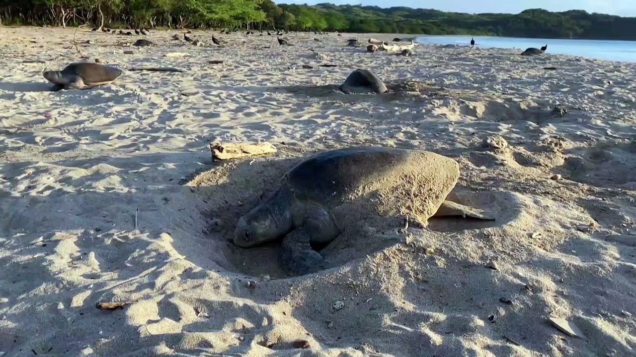 Desova massiva de tartarugas marinhas na costa...