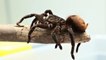 Colombie : des voyageurs arrêtés avec 300 araignées, scorpions et blattes géantes dans leur valise