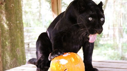 BIG CATS Tricks and Treats!