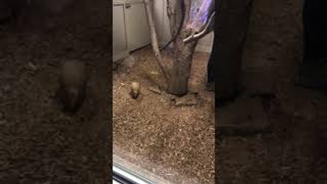 Baby Armadillo Zooms Around Tree