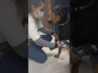 Amputee Doberman Fitted for Prosthetic Leg