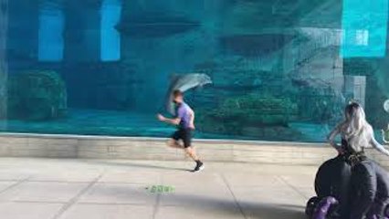 Dolphin Plays with Aquarium Staff