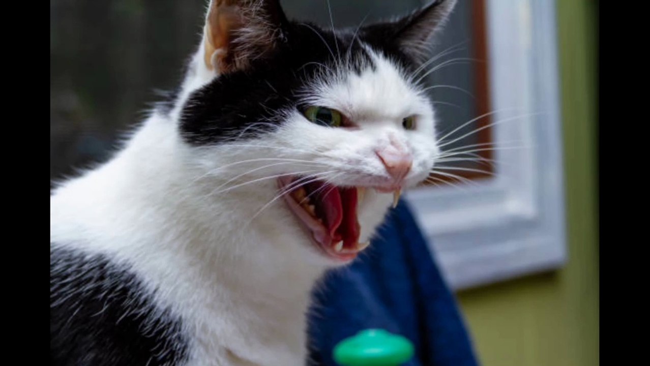 Why Napoleon fears cats???
