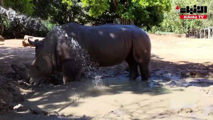 مثلجات لحيوانات حديقة بيرث الأسترالية لتخفيف وطأة الحرارة