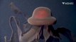 Cette méduse est incroyable : méduse fantome geante