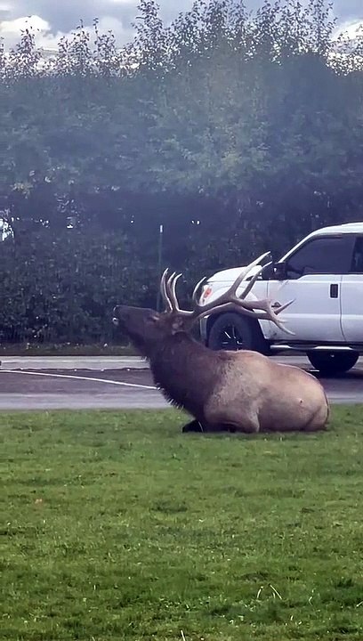 Mais que fait ce Wapiti dans ce quartier résidentiel... très bizarre