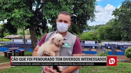 Moradores de 3 estados querem adotar cão pendurado em varal