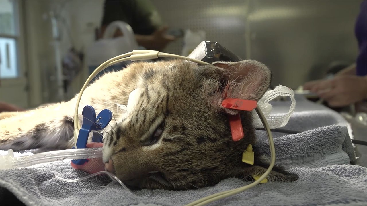 Tracking Wild Bobcats