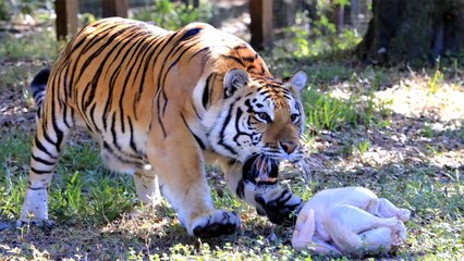 BIG Cats Get Turkey Time!!