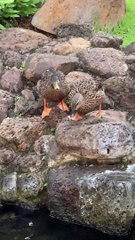 Ducks Duke It Out in Small Pond