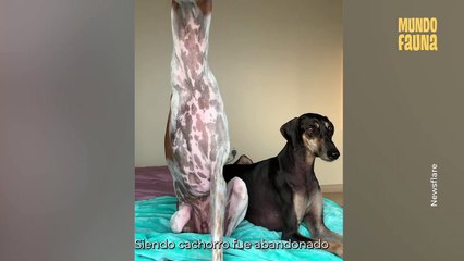 Brodie, el perro que es comparado con una jirafa por tener un cuello muy largo