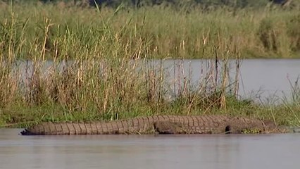 Una joven británica sobrevive al ataque de un cocodrilo en Zambia