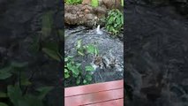Ducks Duke It Out in Small Pond