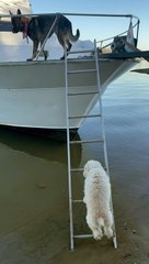 Tiny Pup Climbs Up Tall Boat Ladder