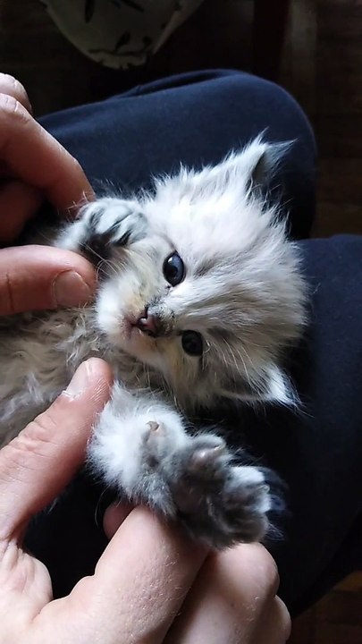 Kitten Lying on a Person's Lap