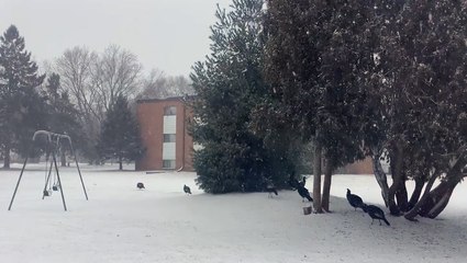 Lucky turkeys seen enjoying signs that they made it past Thanksgiving