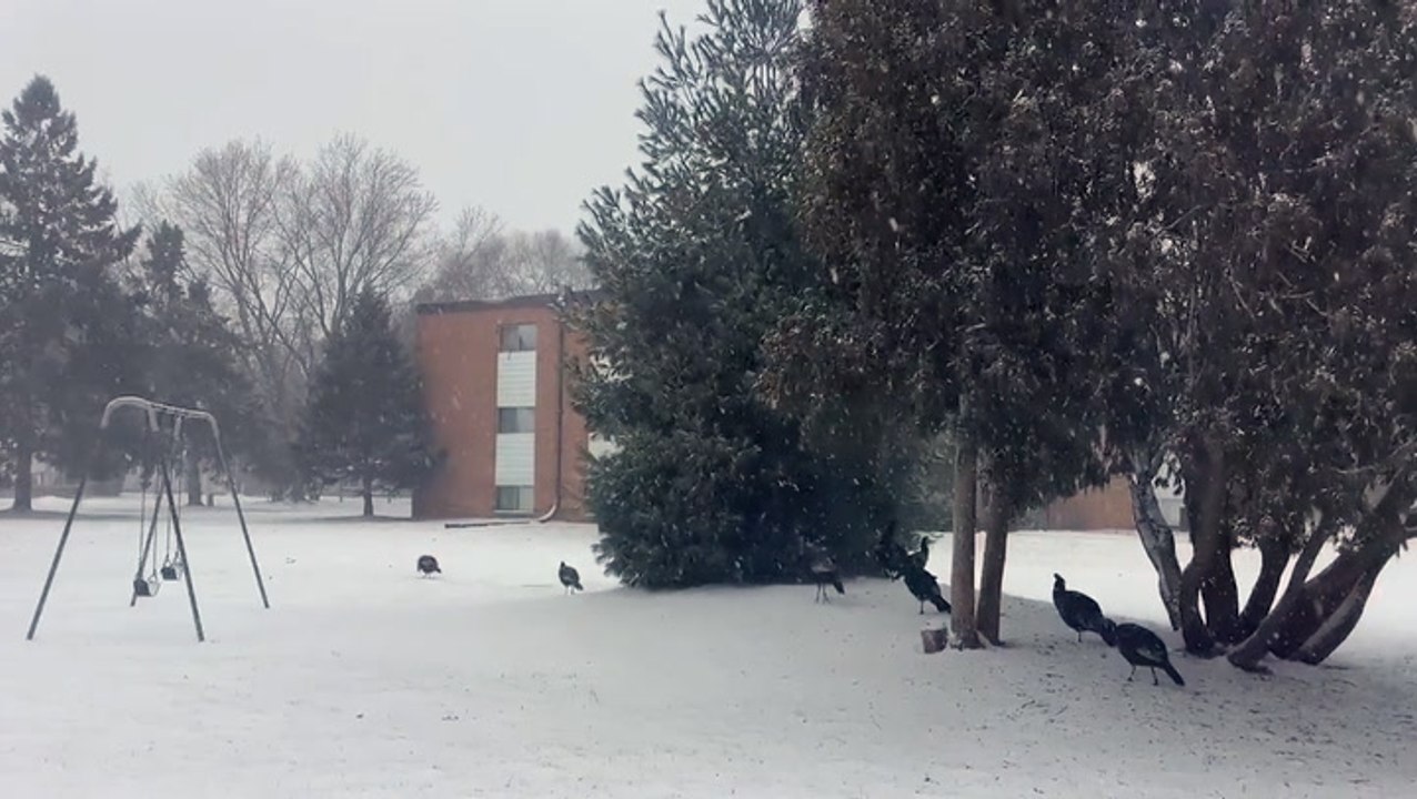 Lucky turkeys seen enjoying signs that they mad...