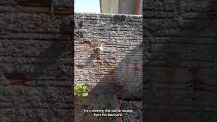 The Great Duckling Escape