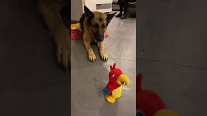 When the Toy Barks Back