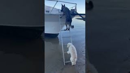 Tiny Pup Climbs Up Tall Boat Ladder