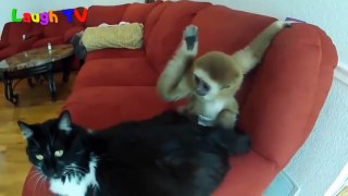 Monkeys & Cats Best monkey video playing with Cats videos | #Amaramonkey
