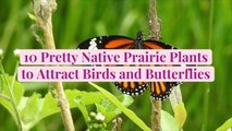 10 Pretty Native Prairie Plants to Attract Birds and Butterflies