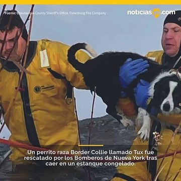 Bomberos salvan perro atrapado en estanque