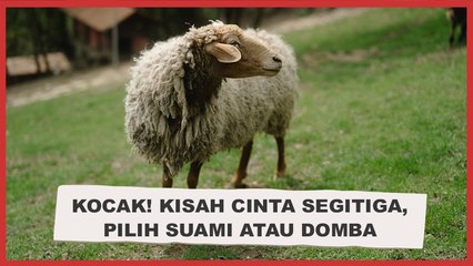 Kocak! Wanita Ini Terjebak Cinta Segitiga, Disuruh Memilih Antara Suami dan Domba