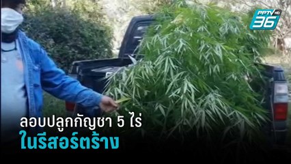 มหาศาล! ตร.บุก รีสอร์ตร้างกาญจนบุรี เจอต้นกัญชากว่า 5 ไร่ | เที่ยงทันข่าว
