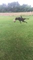 Dog Catches Ball Kicked By Person Impressively While Playing