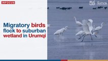 Migratory birds flock to suburban wetland in Urumqi | The Nation Thailand