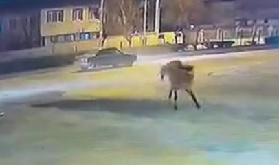 Son dakika haberi: Atlar sürücülere dehşeti yaşattı, o anlar kameraya yansıdı