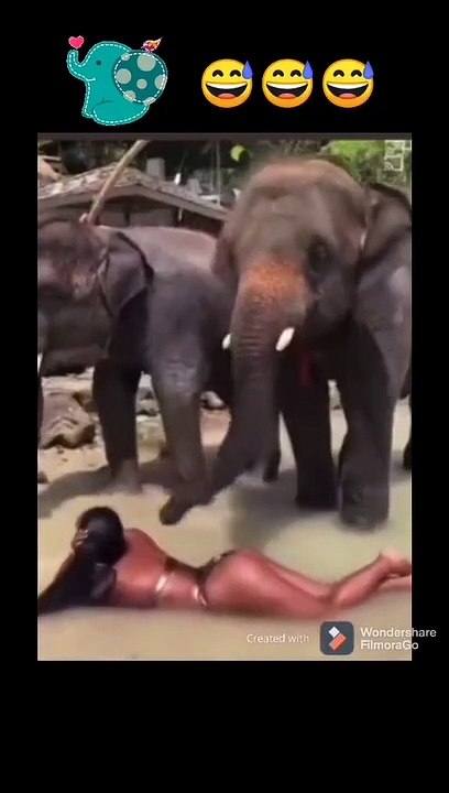 elephant vs man |#dailymotion #elephant #man #pet #animals #dog #cat