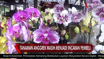 Tetap Eksis, Tanaman Anggrek Masih Menjadi Incaran Pembeli