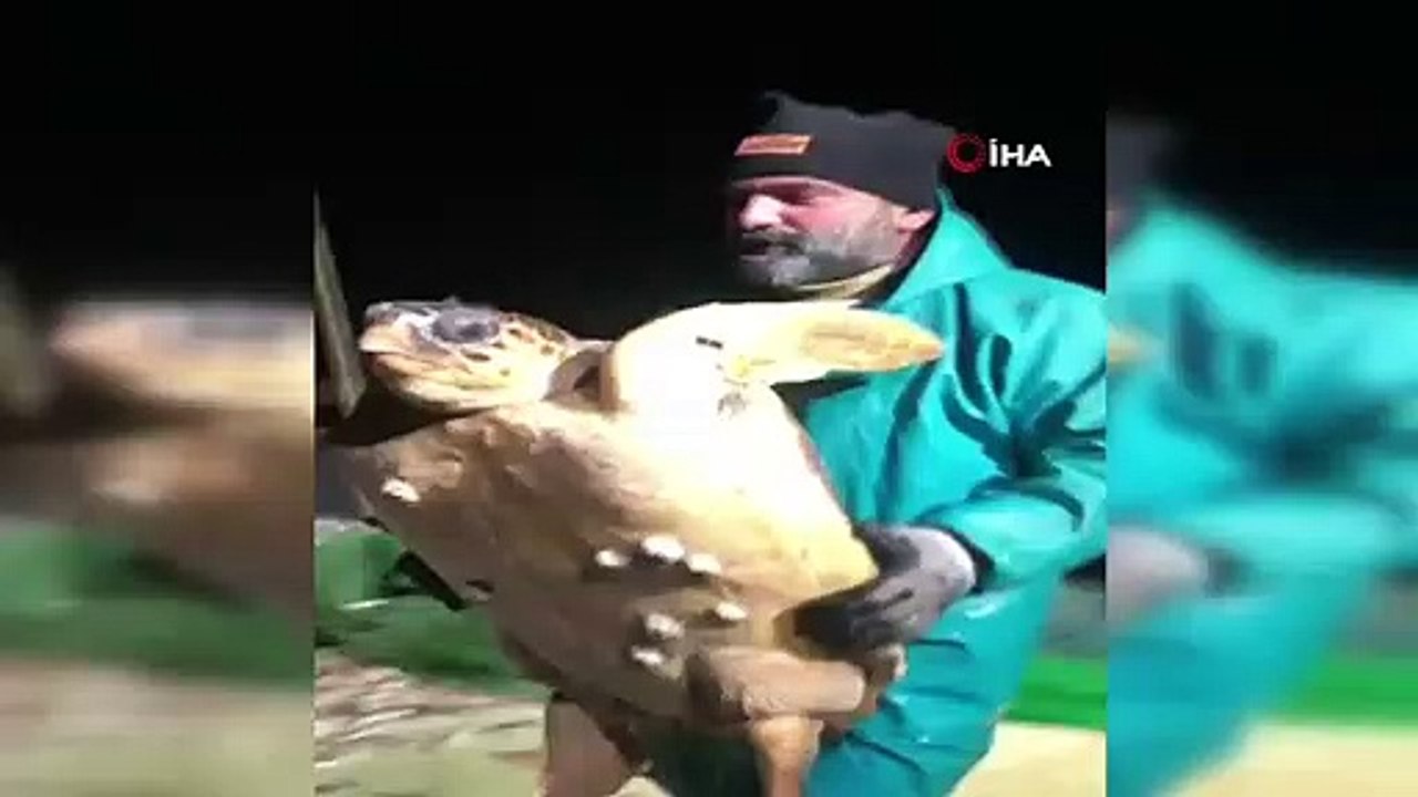 Marmara'da ağlara takılan caretta caretta balıkçıları şaşkına uğrattı