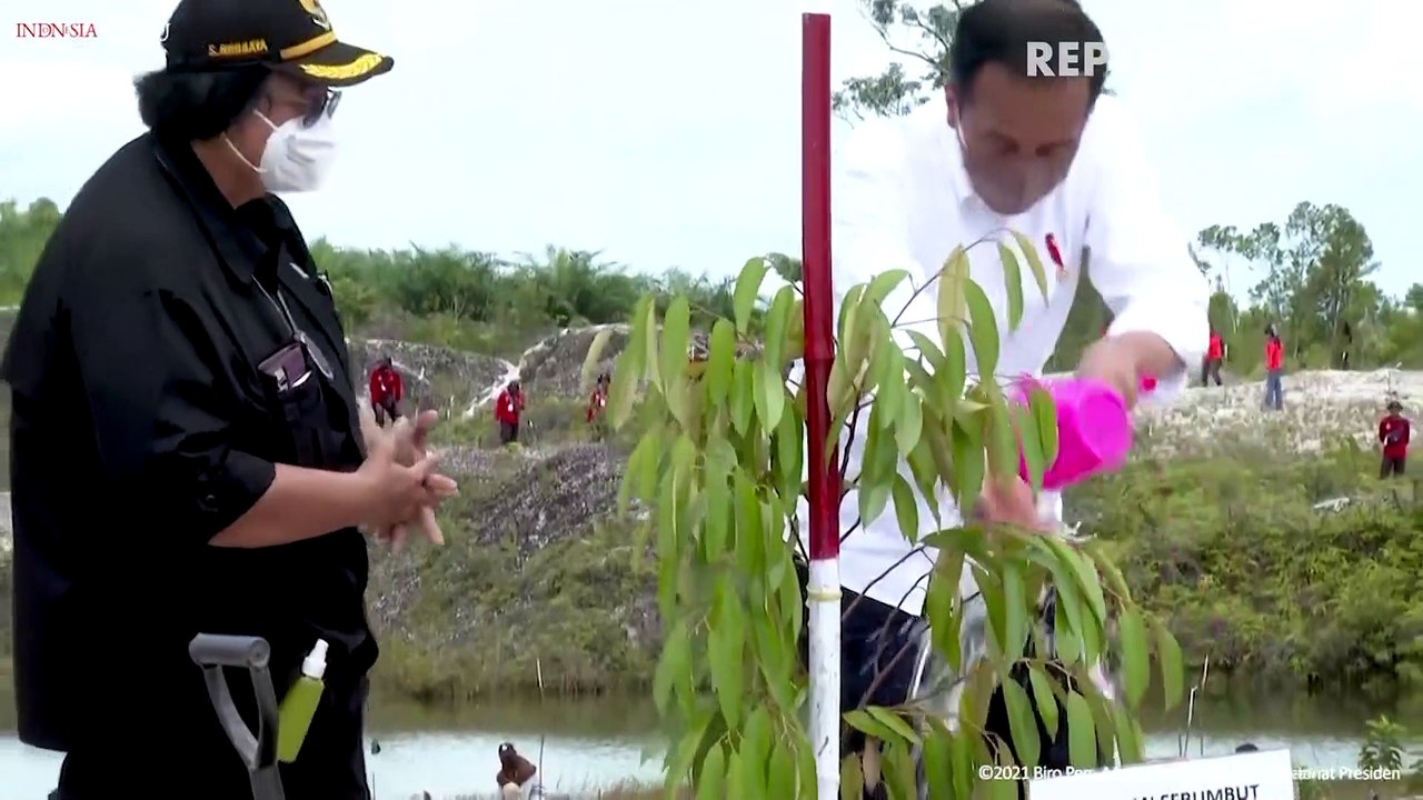 Jokowi Tanam Pohon di Bekas Tambang Emas