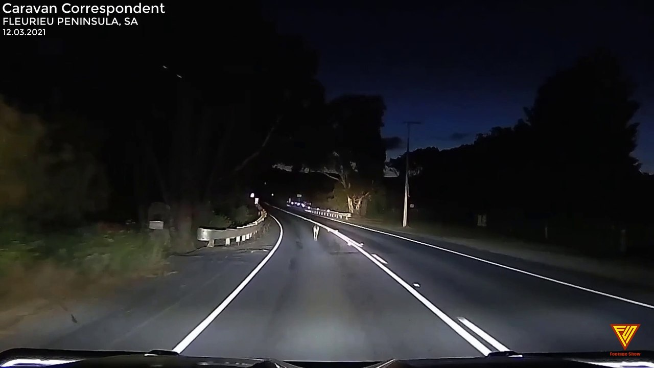 Kangaroo hopping on the road. 12.03.2021 — FLEURIEU PENINSULA, SA
