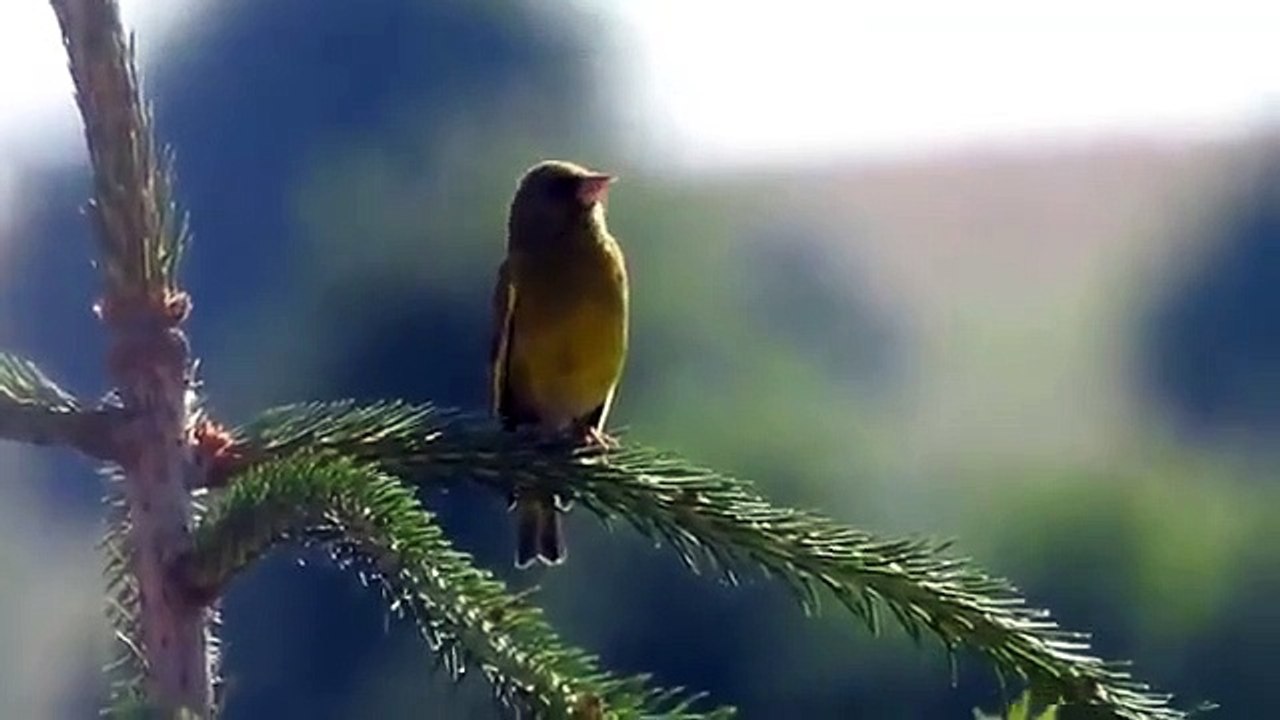 Canto del Verderón común (Chloris chloris)