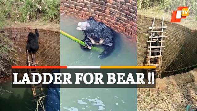 Watch How This Bear Inside Well Was Rescued By Odisha Forest Officials