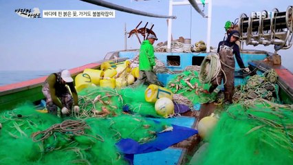 바닷가 사람들 - 바다에 핀 붉은 꽃, 가거도 불볼락잡이_#002