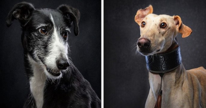 Cette série de photos rend hommage aux chiens de chasse abandonnés en Espagne