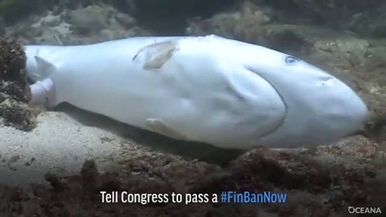 La brutal practica de cortar las aletas a los tiburones