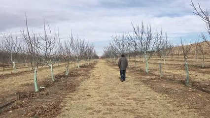 Ceviz ağaçları "bordo bulamacı" ile hastalıklara karşı korunuyor