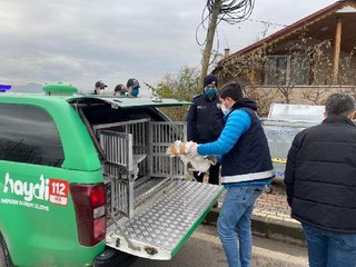 Son dakika... KOCAELİ'DE ÇÖP KONTEYNERİNİN KENARINDA ÖLÜ KEDİ VE KÖPEKLER BULUNDU