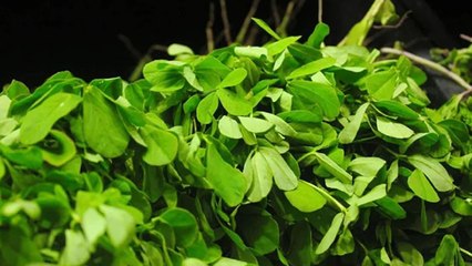 Diabetes Patients के लिए किसी रामबाण से कम नही है मेथी की पत्तियां | Boldsky